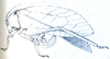 Vossia obesa Brunner von Wattenwyl, 1891: Fig. 27 [anterior portion distorted]. female habitus (body length 22 mm, pronotum 8.5 mm, tegmen 44 mm, hind femur 19 mm, ovipositor 10.5 mm). (Otu).