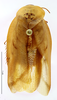 CollectionObject 1587333; MNHN(SF IMPORT DUPLICATE) MNHN-EP-EP1358, ec3eb421-79cf-4fa1-9bf8-54cd9857195a: CC BY-NC-ND 4.0/MNHN - Depraetere Marion - 2014. Non type, female. Specimen number: MNHN-EP-EP1358. http://coldb.mnhn.fr/catalognumber/mnhn/ep/ep1358. (CollectionObject).