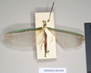 CollectionObject 1557508; 213d8a09-9f6c-4269-9e96-470aa795a70a: copyright Natural History Museum, London. male (holotype). (CollectionObject).