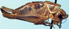 female (allotype). Depicts Decticita yosemite Rentz & Birchim, 1968, an Otu.