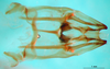 CollectionObject 1552389; 2a71a415-1861-4edd-84f7-2837bc7597fc: phallic complex, dorsal view. (CollectionObject).