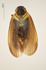 Habitus, dorsal view: !! display not done !! on Plectoderes (Plectoderes) collaris (Coquebert de Montbret, 1801): (Observation).