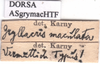 CollectionObject 1949109; 23121bb0-37fe-4ffc-89b3-ff5ee3a7067e: labels (holotype). (CollectionObject).