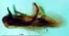 CollectionObject 1502459; 531e9e26-8bab-4b02-aa3a-339814bcab55: phallic complex, lateral view (paralectotype). (CollectionObject).