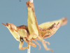 Thericlesiella meridionalis (Sjöstedt, 1923): lateral view. (Otu).