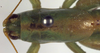 CollectionObject 1504238; 4de84338-24e3-4165-931c-9356868816b3: male pronotum dorsal (holotype). (CollectionObject).