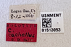 Other on Colladonus cachellus Ball, 1937: (Observation).