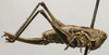 CollectionObject 1536016; fe2c7e06-380c-4088-ad23-bca0381552bf: female, lateral view (syntype). (CollectionObject).