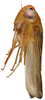 Habitus, lateral view on Andanus bimaculatus Linnavuori, 1959: male. (Observation).