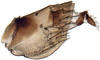 Pygofer, lateral view: Hecalus hamiltoni, pygofer, laterally (INHS). (Observation).