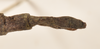 CollectionObject 1562055; c7b3f706-0afc-4d5f-b4c9-28548e119779: copyright OUMNH. female: end of abdomen, dorsal view of Necroscia esacus (holotype). (CollectionObject).