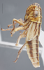 Habitus, lateral view on Cuerna alpina Oman & Beamer, 1944: Lateral. immature. (Observation).