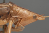 CollectionObject 1506505; 847d8966-f48f-4204-b7f9-3a5bb63e0403: male head and pronotum, lateral view. (CollectionObject).
