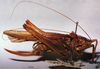 CollectionObject 1516160; 5cfe2b2d-1885-43a1-be2d-9df161256835: female, lateral view (holotype). (CollectionObject).
