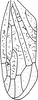 Forewing: !! display not done !! on Drabescus remotus (Walker, 1851): Forewing. (Observation).