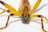 CollectionObject 1591836; bbe9770f-f5d7-4665-abef-072b32575207: male, frontal view. (CollectionObject).