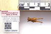 CollectionObject 1499304; f2ba2887-10d6-4082-a4be-71966691391c: Male, dorsal view, labels, scale (holotype). (CollectionObject).
