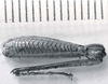 CollectionObject 1523830; 72e81ac9-476b-4444-b710-f6fc818e0e4b: male, hind leg (holotype). (CollectionObject).