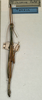 CollectionObject 1559673; NMW 1006, 6feef2a5-5973-4143-a45c-8ba0f6c00263: copyright NMW, Vienna. male (holotype). (CollectionObject).