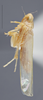 Habitus, lateral view on Dikrella (Dikrella) hamar (DeLong & Ross, 1950): Lateral. Female, Paratype. (Observation).
