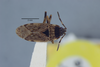 Elasmolomus alboannulatus Scudder, 1967: Elasmolomus alboannulatus. Paratype-dorsal habitus. (BMNH) - (CC BY-NC 4.0) Photo by Stuart Cole, reproduced with permission from the Natural History Museum, London, UK. (Otu).