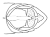 Aleuas albinae Carbonell, 2008: Fig. 25. male abdomen tip, dorsal view. (Otu).