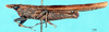 CollectionObject 1578004; 1a625824-0f86-414f-9a92-0e852f6363b2, DORSA EXrospalF01: female, lateral view. (CollectionObject).