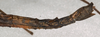 CollectionObject 1557387; 09d99d78-697b-43ba-95d4-10fbc3d9811f: copyright NMW, Vienna. female: end of abdomen, lateral view (syntype). (CollectionObject).