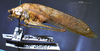 CollectionObject 1503417; MBBJ 3226140, 897072fb-c325-4cd5-85e8-4cdbd9b51d76: male, lateral view. (CollectionObject).