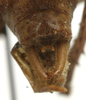 CollectionObject 1535098; 40ff5075-b72a-4d43-877d-58701b308f2b: male cerci (syntype). (CollectionObject).