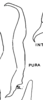 Stylus: (Observation).
