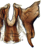 Connective: Pendarus magnus, connective and stylus, ventrally (INHS). (Observation).