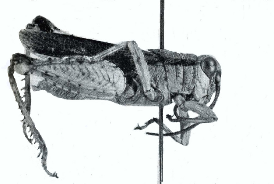 Fig. I. male, lateral view. Depicts Acoryphella zonata Giglio-Tos, 1907, an Otu.
