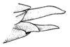 Coscineuta matensis Rehn, 1918: Pl. 18, Fig. 10. ovipositor, lateral view. (Otu).
