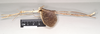 CollectionObject 1557439; NHMUK(SF IMPORT DUPLICATE) 844933, 69b7b286-4b53-43eb-bb86-58d460924cf1: copyright Natural History Museum, London. male, lateral view (holotype). (CollectionObject).