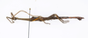 Sigaruphasma Hennemann, Conle, Perez-Gelabert & Valero, 2020: copyright USNM. male of Sigaruphasma bouladoui [type species] (holotype). (Otu).
