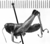 CollectionObject 1543604; df5d1572-b2ea-4caa-965f-73bef9a0b9db: Image Carbonell, C.S. male, lateral view (lectotype). (CollectionObject).