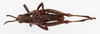 CollectionObject 1504680; 66fe68bf-cd17-4acd-8382-f30e3a318921: male, dorsal view (holotype of Monistria vinosa excelsa). (CollectionObject).