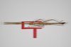 CollectionObject 1562967; 0fec4be1-641c-45a3-808a-6a005e6200d4: copyright ZSMC, Munich. male (holotype), dorsal view. (CollectionObject).