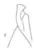 Stylus: !! display not done !! on Frequenamia clypeata (Osborn, 1923): Stylus. (Observation).