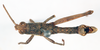 CollectionObject 1506175; 3e30de47-1ac4-4090-8e94-47c416e31dc6: male, dorsal view (lectotype). (CollectionObject).