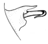 Leiotettix pulcher Rehn, 1913: Fig. 41. distal portion of phallic complex, lateral view. (Otu).