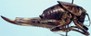 female (allotype). Depicts Aglaothorax gurneyi (Rentz & Birchim, 1968), an Otu.