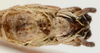 CollectionObject 1584203; 30878f10-b291-4e66-b3c6-404d13b6853b: copyright Frank Hennemann Coll. male: end of abdomen, ventral view (paratype). (CollectionObject).;CollectionObject 1584204; afe2b8cc-8cca-4cc3-a581-ed630563d766: copyright Frank Hennemann Coll. male: end of abdomen, ventral view (paratype). (CollectionObject).;CollectionObject 1584205; 15d01103-8493-4940-8377-8c409ca2af99: copyright Frank Hennemann Coll. male: end of abdomen, ventral view (paratype). (CollectionObject).