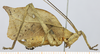 female, lateral view. Depicts CollectionObject 1573312; a2cf1e0b-8f7c-4585-96b2-f4098b6fe389, MLPMLP-OR-3016, a CollectionObject.