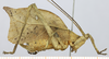 CollectionObject 1573312; a2cf1e0b-8f7c-4585-96b2-f4098b6fe389, MLP-OR-3016: female, lateral view. (CollectionObject).