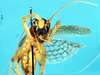 CollectionObject 1537658; a005ae3d-091a-44b1-8e2a-09845f1a11ef: female, frontal view. (CollectionObject).