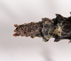 CollectionObject 1560995; 1ec2d0c5-16ae-4cc4-897a-e4e1b00ff803: copyright ZMHB, Berlin. female: end of abdomen, ventral view of synonym Pericentrus moewisi (holotype). (CollectionObject).