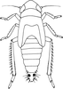 Nymph on Cicadulina (Cicadulina) bipunctata (Melichar, 1904): (Observation).