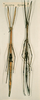 CollectionObject 1558046; a577956d-1c8a-48a5-8d90-a7a71dd12bee: copyright NHRS, Stockholm. female (syntypes). (CollectionObject).